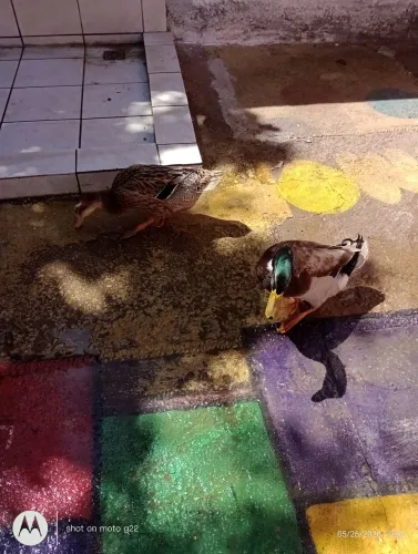 Casal de pato pompom