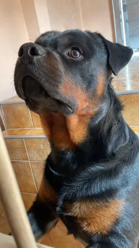 Rottweiler Macho Disponível para Cruza