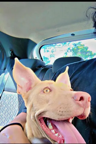 pitbul mestiça 