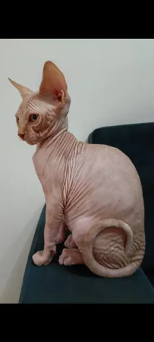 Vende-se Filhote de Sphynx (gato sem pelo) 
