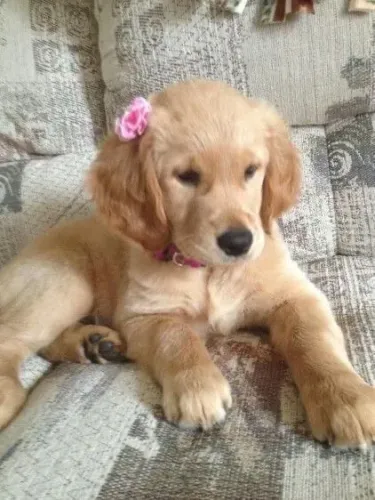 Golden Retriever - Um Gesto Especial Para Alguém Especial 