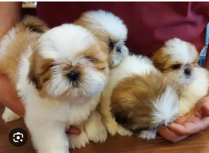 Filhotes de shihtzu