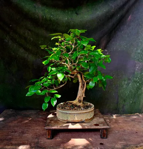 Bonsai a venda 