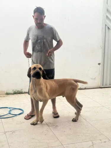 Vendo fila brasileiro 