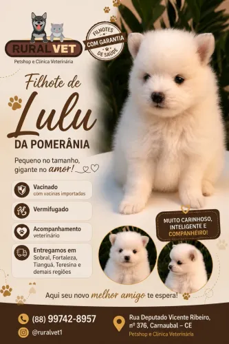 Filhote de Lulu machinho