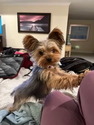 Filhote Yorkshire Terrier, Um novo amigo peludo está esperando por você!