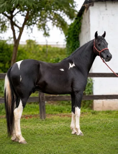 Cavalo manga larga