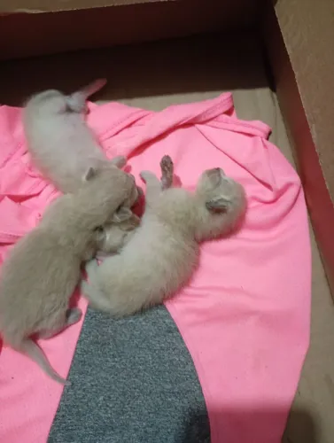 Gatinhos para adoção responsável 