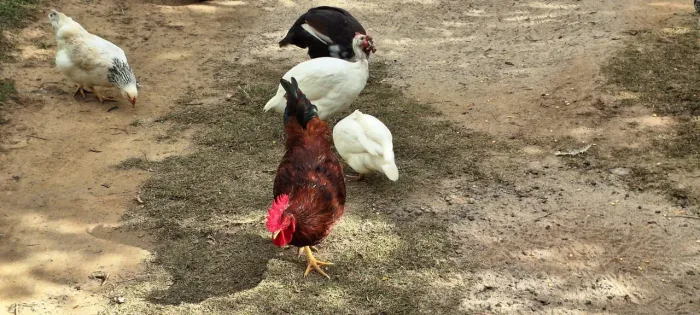 Galo e Franga Rhodia, Galo e Galinha Brahma e Angola 