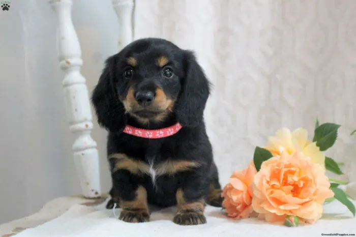 Dachshund Cheios de vida 