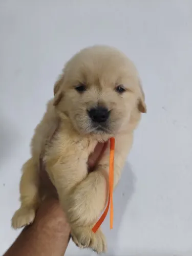 Cão de porte maior para quem busca presença e companhia