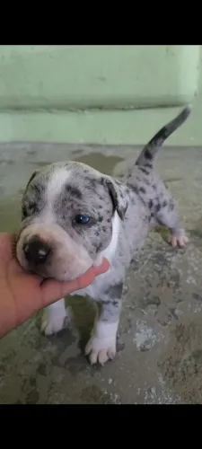 Filhote de American Bully 