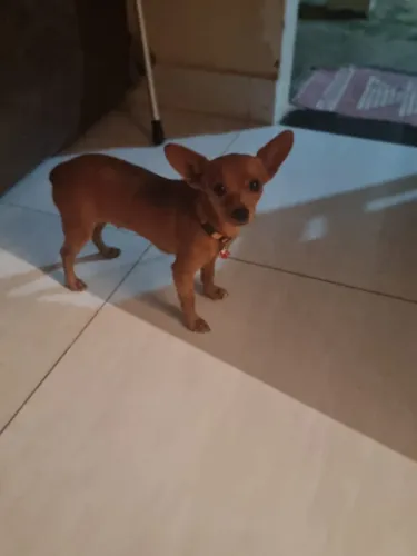 Pinscher Original