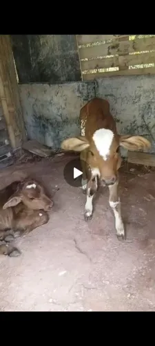 Bezerros machos mestiços
