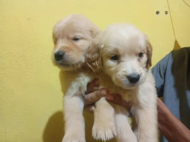 Vende-se filhote de Golden Retriever
