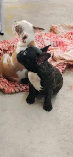 Último Bulldog francês portador de Blue merle