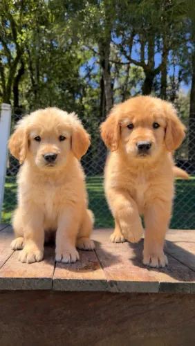 Filhote de Golden com Pedigree
