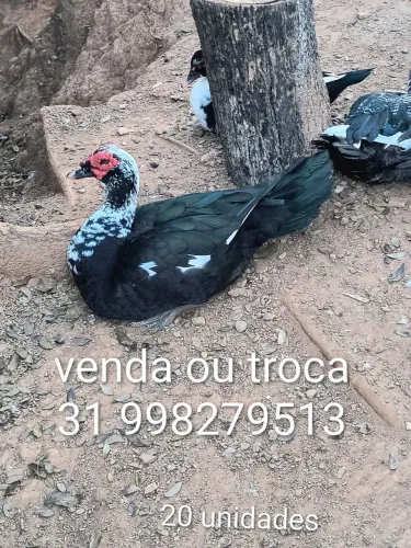 Galinhas, patos e franguinhos
