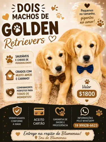 Promoção $1800 Goldem Retriever filhote