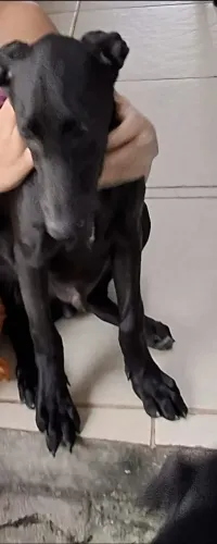Adoção responsável 
