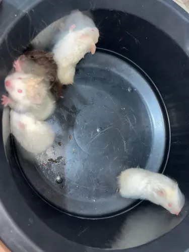 Hamsters