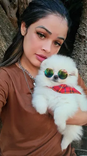 Spitz alemão anão Ursinho