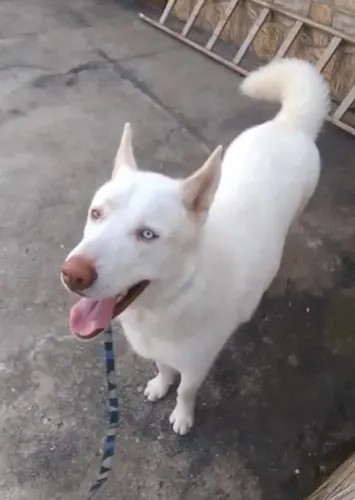 Husky Siberiano