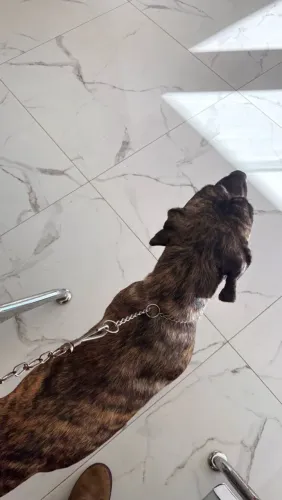 Cachorro