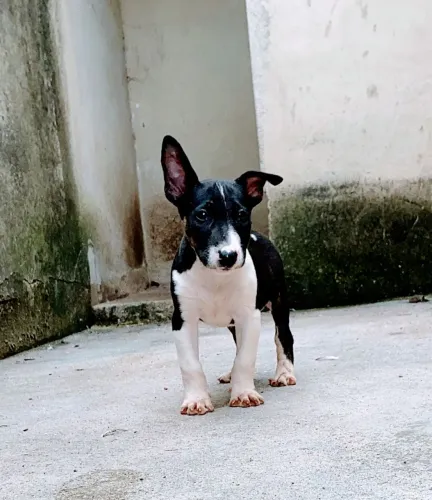 Bull Terrier inglês standard - Macho Tricolor 