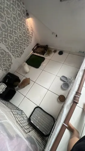 Coelhos anão holandês