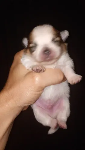 Lulu Pomerânia macho