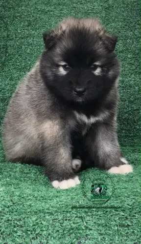 Husky Siberiano 