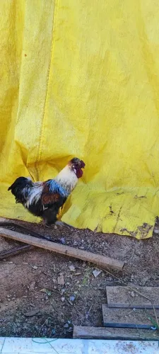 Animal 