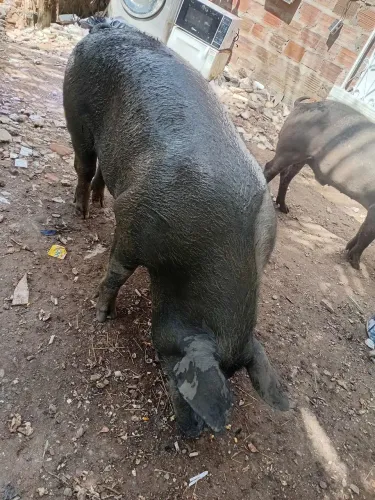 Vendo um porco 6 arrobas macho