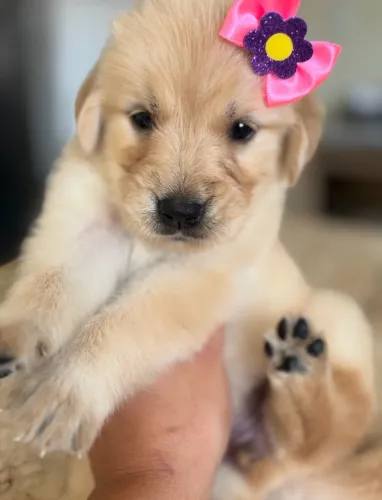 Golden Retrivier