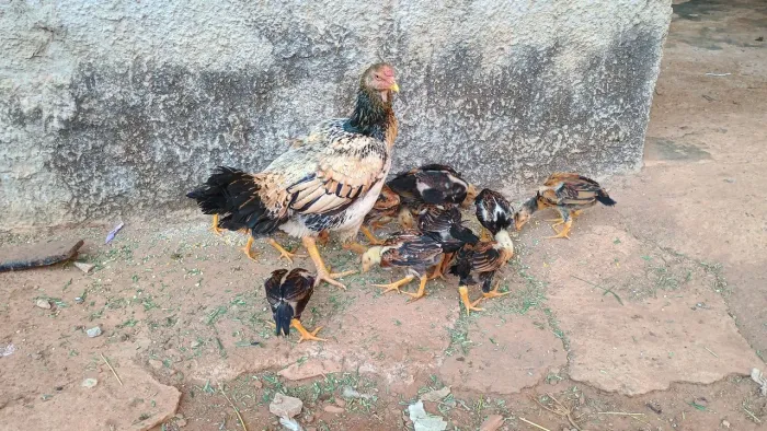 Pintinhos Shamo
