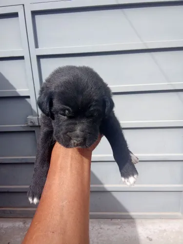 Para doação cachorro macho, a mãe é Chow Chow com vira lata