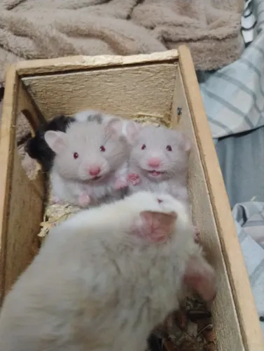 Hamster sírio filhote 