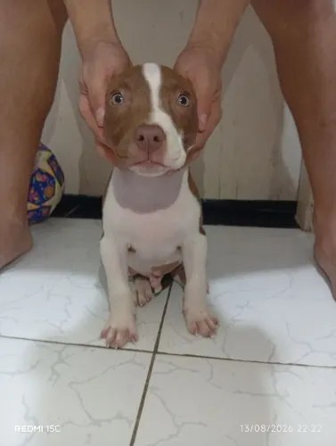 Filhote de Pitbull