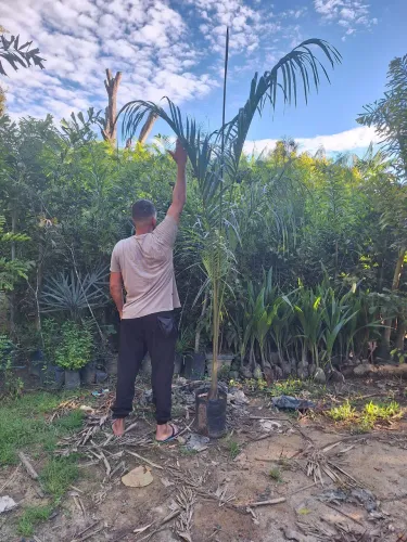 Palmeira imperial 2.5mt