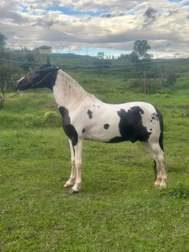 CAVALO Á VENDA