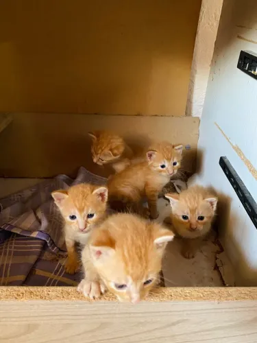 Doa-se gatinhos