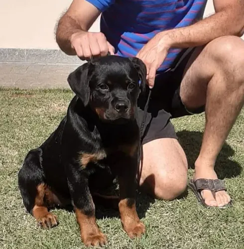 Filhotes Rottweiler Alto Padrão pedigree Cbkc