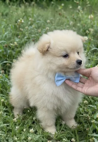 Lulu da Pomerânia Anão Promoção Pronta Entrega