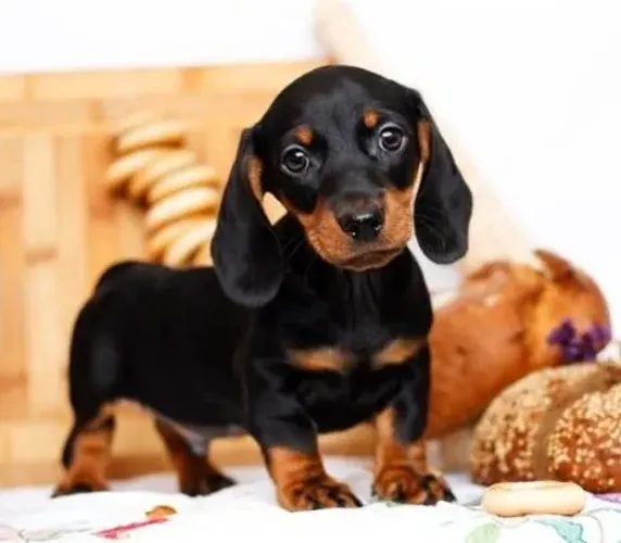 Basset Dachshund Filhotes Muito Procurados.