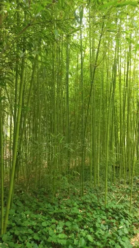 Bambu vendemos para construção cível, mobiliário e decoração