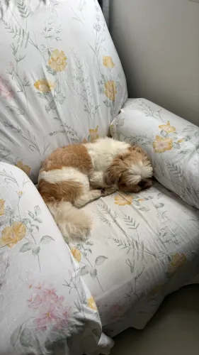Doação Responsável de um lindo Shi-Tzu.