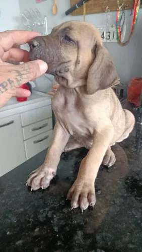 Fila brasileiro