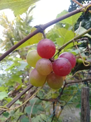 Mudas de Uvas Niagara Rosada