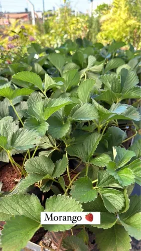 Mudas de Morango